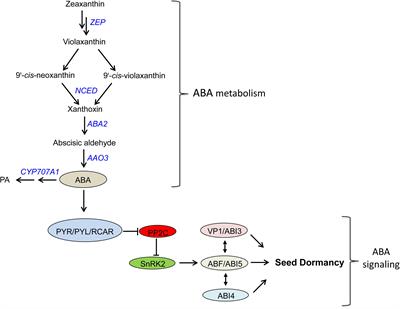 Molecular Mechanisms Underlying Abscisic Acid/Gibberellin Balance in the Control of Seed Dormancy and Germination in Cereals